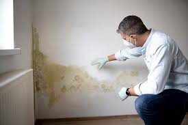 Professional Mold Prevention & Removal  in Wapakoneta, OH